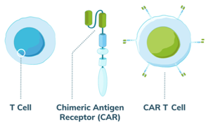 CAR-T Cell Therapy