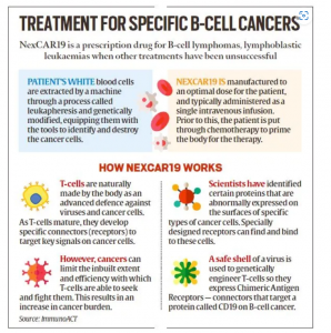 Indigenous CAR-T cell therapy gets rolling: ‘first patient is cancer free