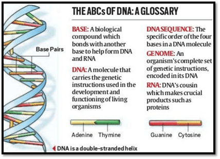 CRISPR-Cas9 Gene-Editing: The ABCs of DNA
A Glossary.