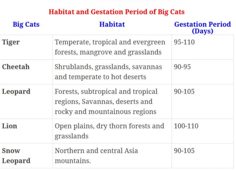 Habitat and Gestation Period of Big Cats: