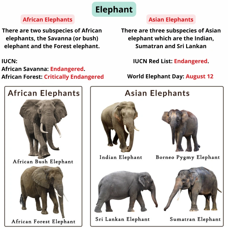 Different Types of Elephant: