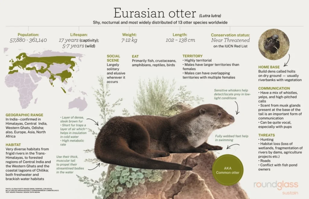 Eurasian otter