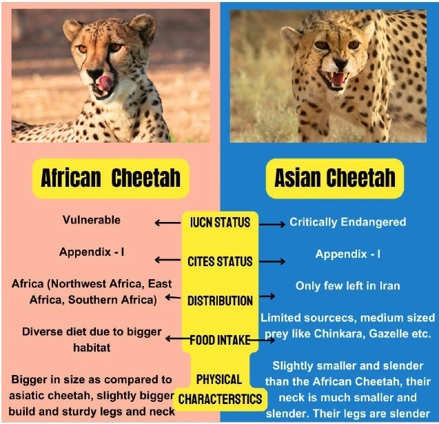 African Cheetah Vs. Asian Cheetah:
(NTCA)