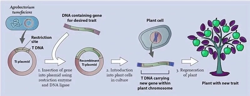 Genetically Modified Crops (GM Crops):