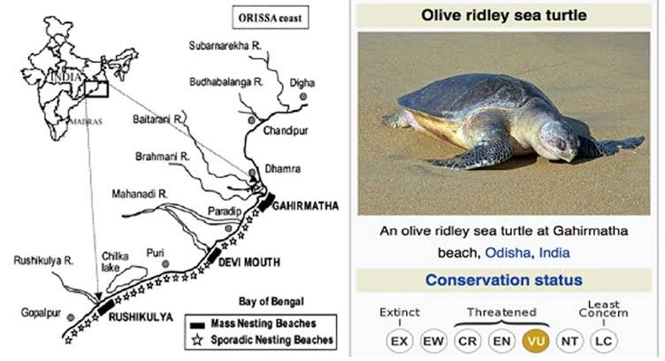 Olive Ridley Turtle: