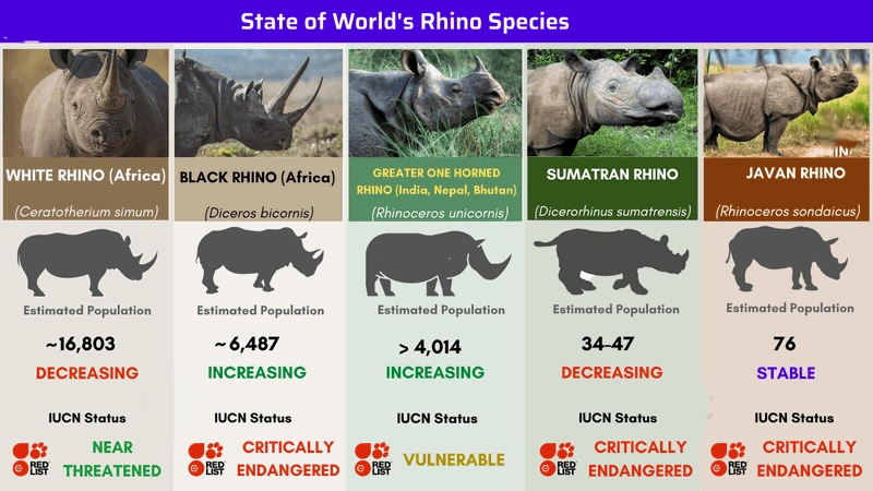 State of World's Rhinoceros Species: