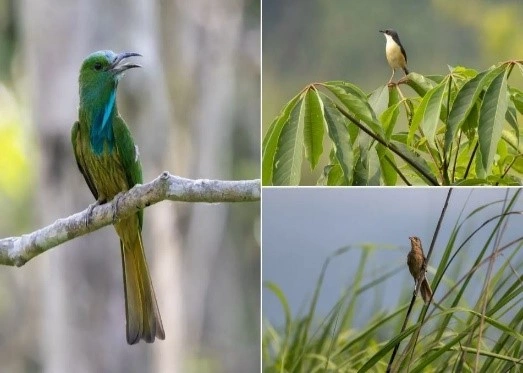 The Bird Census Exercise: