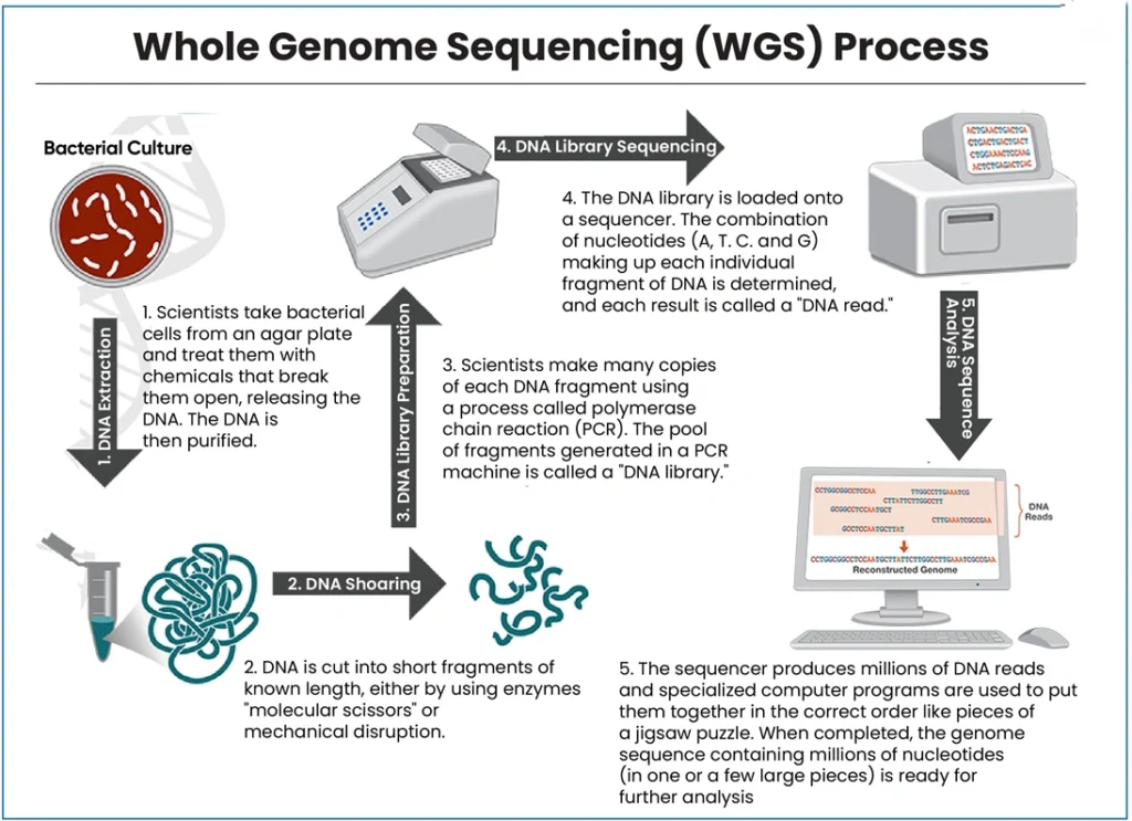 Whole Genome Sequencing (WGS) Process