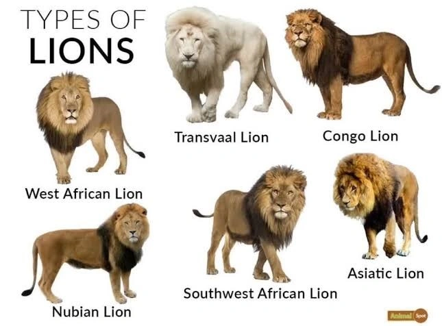 Types of Lions:
(Asiatic Lion)