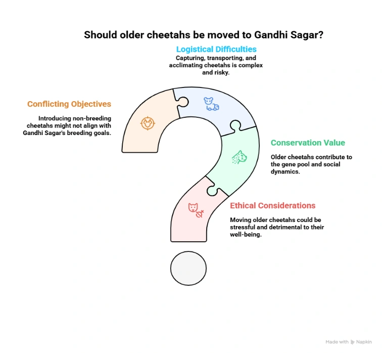 Should older Cheetahs be moved to Gandhi Sagar?
(Project Cheetah)