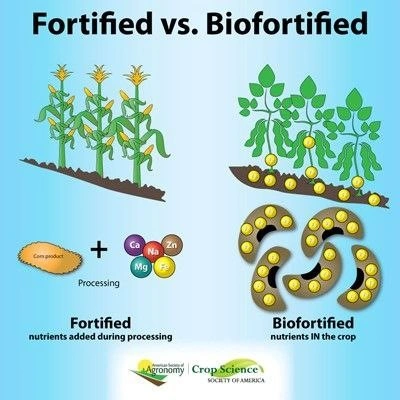 Fortified vs Biofortified