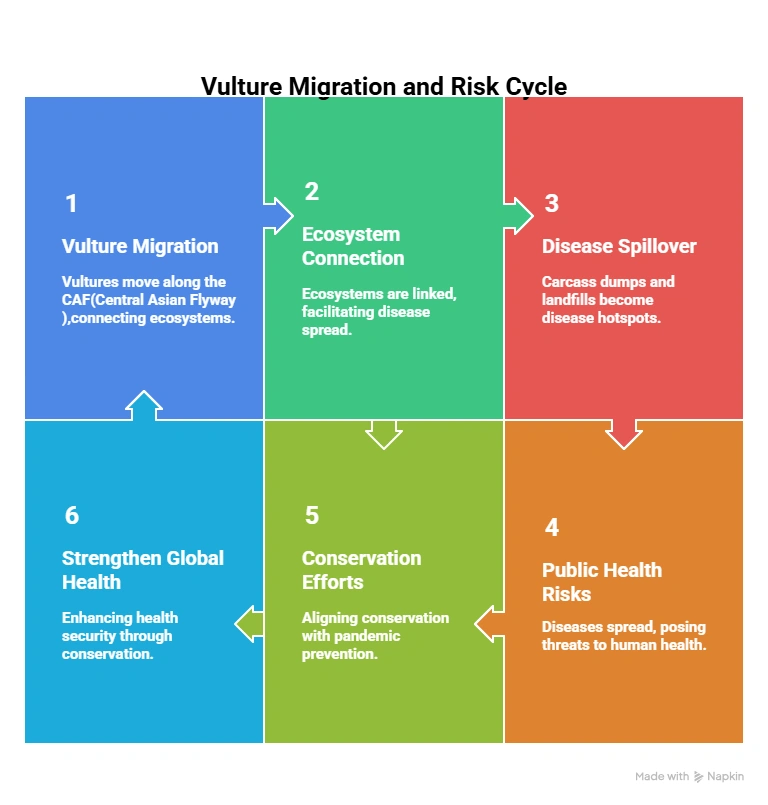 Vultures Migration and Risk Cycle: