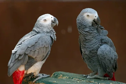 African grey parrot (Psittacus erithacus)