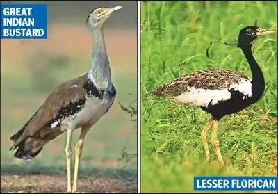 Great Indian Bustard (GIB) vs Lesser Florican