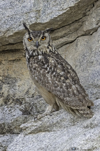 Rock Eagle Owl