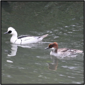 Eurasian Diving Duck (Smew)
