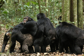 Chimpanzees