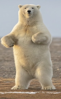Polar Bear Conservation: Climate Change Threats