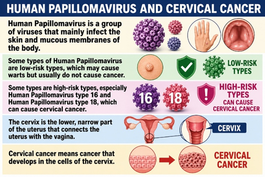 Human Papillomavirus and Cervical Cancer