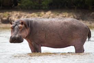 Colombia’s “Cocaine Hippos”