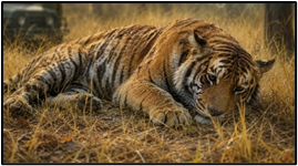 Canine Distemper Virus Threatens Tiger Conservation
