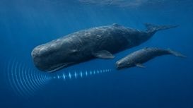 Sperm Whale Communication and Marine Conservation