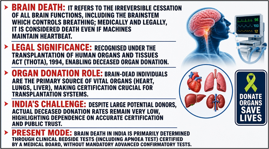 Brain Death
(Brain Death Protocols and Apnoea Test Oversight)