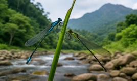 Western Ghats Biodiversity and Decline of Odonata Species