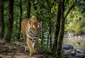 D’Ering Wildlife Sanctuary and Tiger Conservation Revival