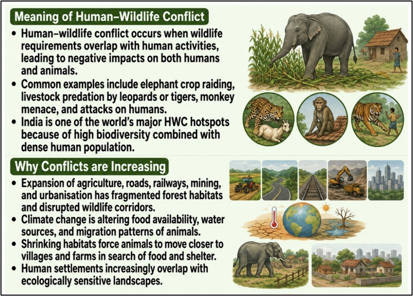 Meaning Human–Wildlife Conflict
&
Why Conflicts are Increasing