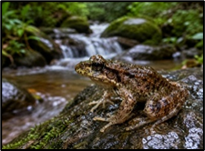 Amolops Kamal and Northeast India’s Biodiversity