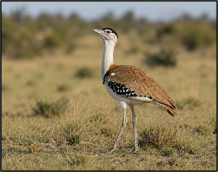 Project Great Indian Bustard and Species Recovery