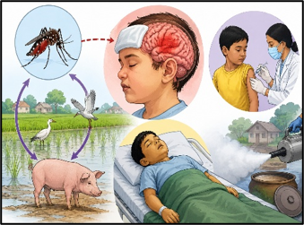 Japanese Encephalitis: India's Vector-Borne Health Challenge