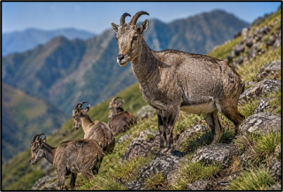 Project Nilgiri Tahr: Conserving a Western Ghats Icon