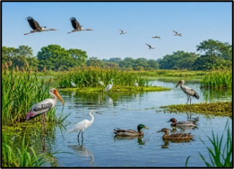 Ramsar Sites: Expanding India’s Wetland Conservation