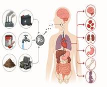 Lead Pollution: Health Risks and Policy Response in India