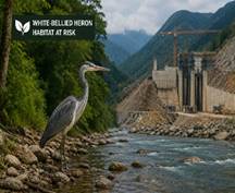 White-bellied Heron Conservation Challenges