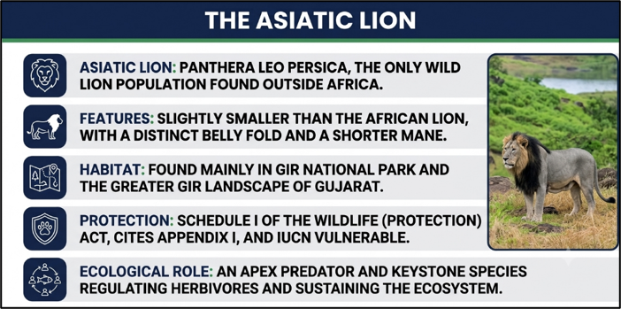 The Asiatic Lion
(Why a Second Lion Population Is Needed?)