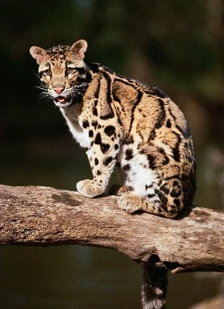 Meghalaya Launches Mission Clouded Leopard