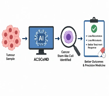 ACSCeND: AI-Based Cancer Stem Cell Profiling