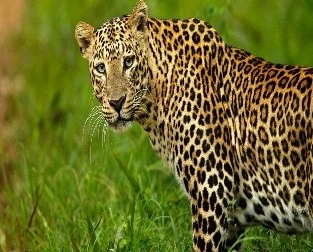 Human-Leopard Conflict: Managing Agricultural Landscapes