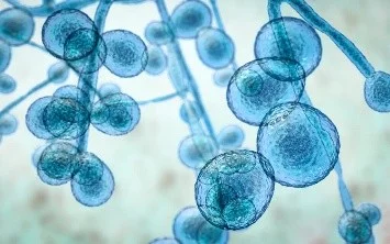 Antifungal Resistance: The Emerging Fungal AMR Challenge