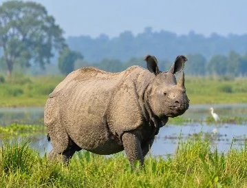 Greater One-Horned Rhino