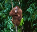 Orangutan Trafficking