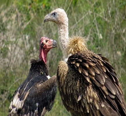 Vulture Electrocution: Relocating Carcass Dumping Sites