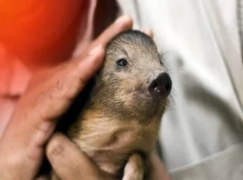 Pygmy Hog Population Recovers in Assam; Target of 300 by 2040