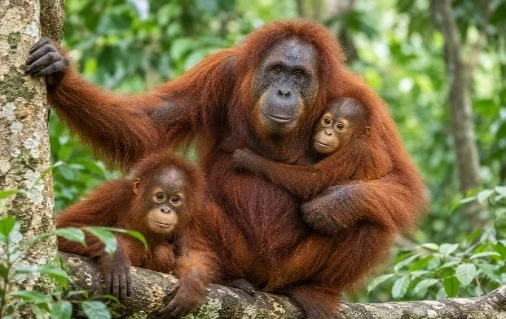 Orangutan Trade: CITES Rules and Wildlife Repatriation
