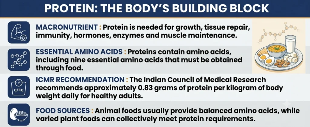 Protein: The Body's Building Block
(Protein Nutrition)