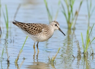 Sharp-tailed Sandpiper: Wetland Conservation Imperative