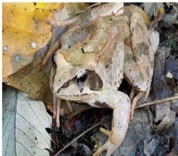 Frog Sex Reversal: Climate Change and Extinction Risk